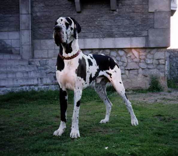 Favorit Elen Dog Boy Friend 15 m