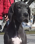 Favorit Elen Dog Jemchuzhina Serdca - Best Baby