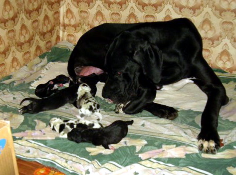 Puppies 1 d, born 01.10.2009.