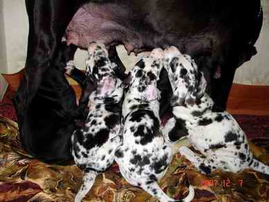 Puppies 6 weeks